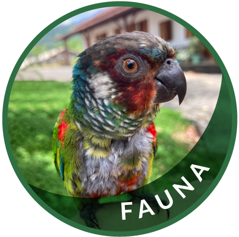 Fauna