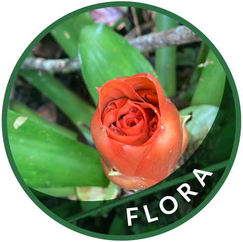 Flora